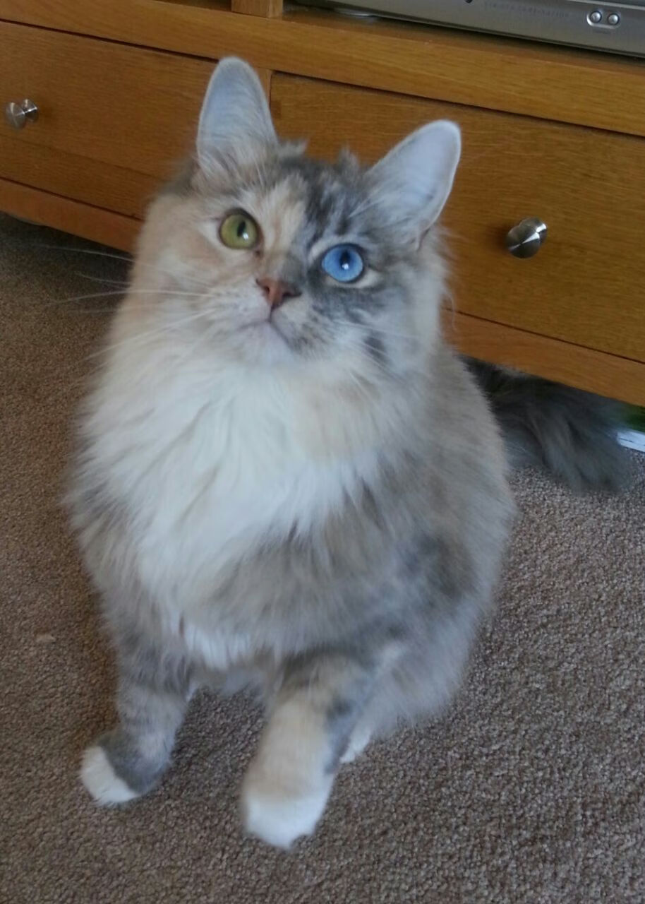 中国足球俱乐部引援热潮持续升温，中国足球俱乐部现状