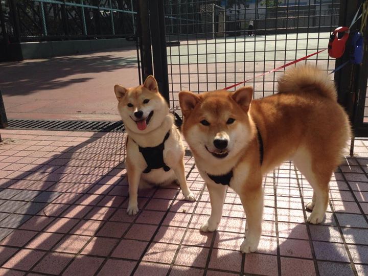 开云体育官方-【犯规警示】罚分规则变化，比赛规则更透明，犯规罚球规则